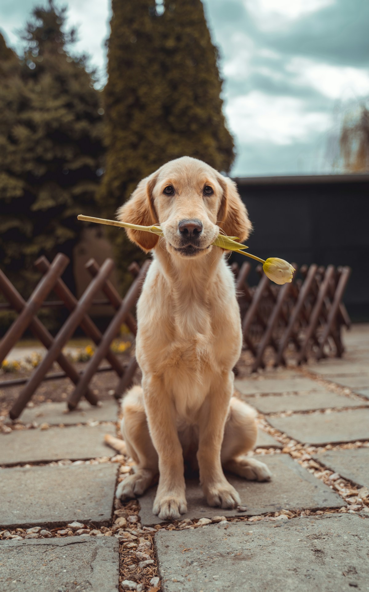 A golden dog resting outdoors