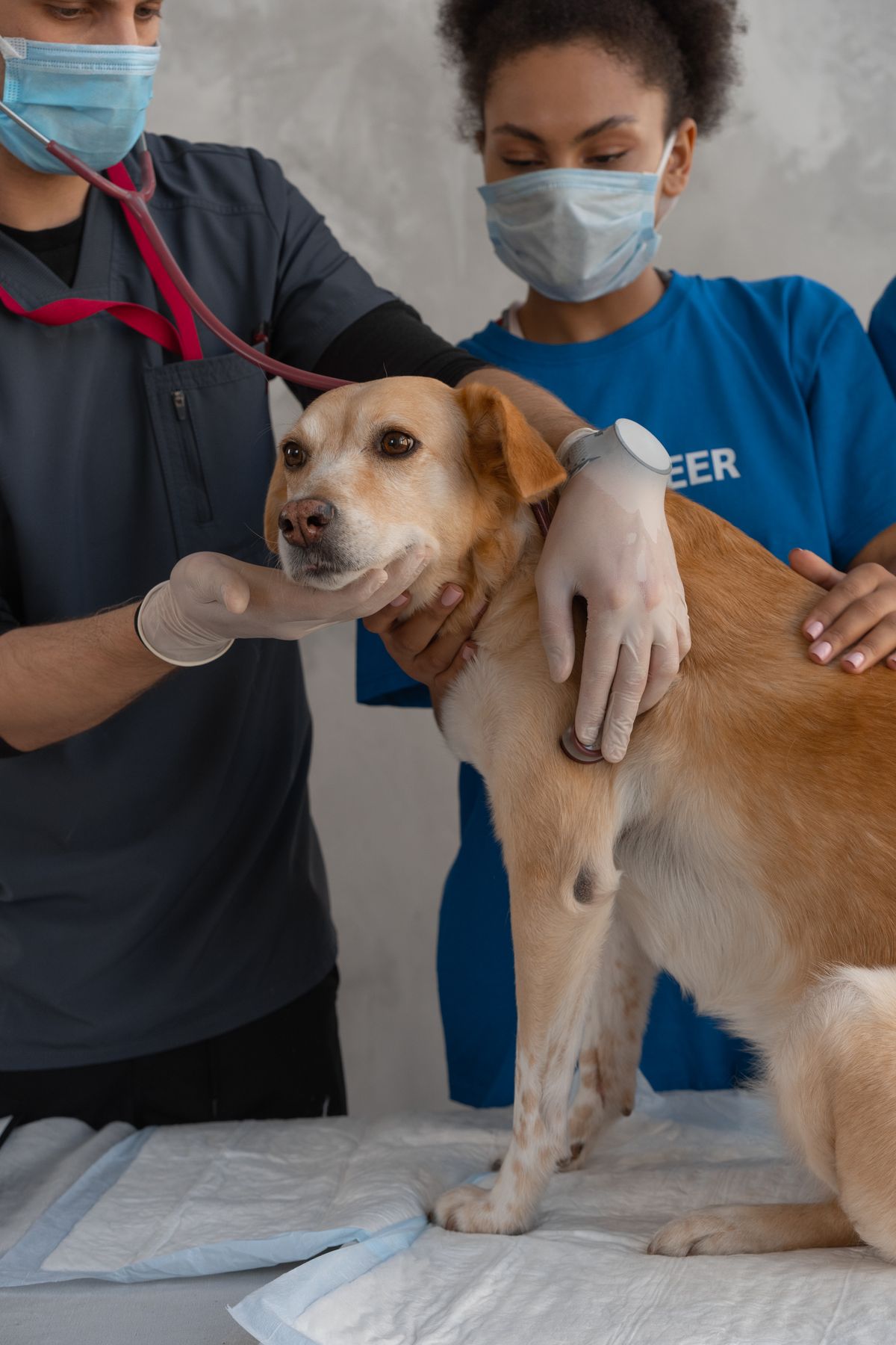A veterinarian examining a dog at a clinic